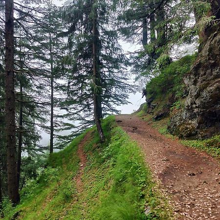 Neha Homestay Shimla Dış mekan fotoğraf
