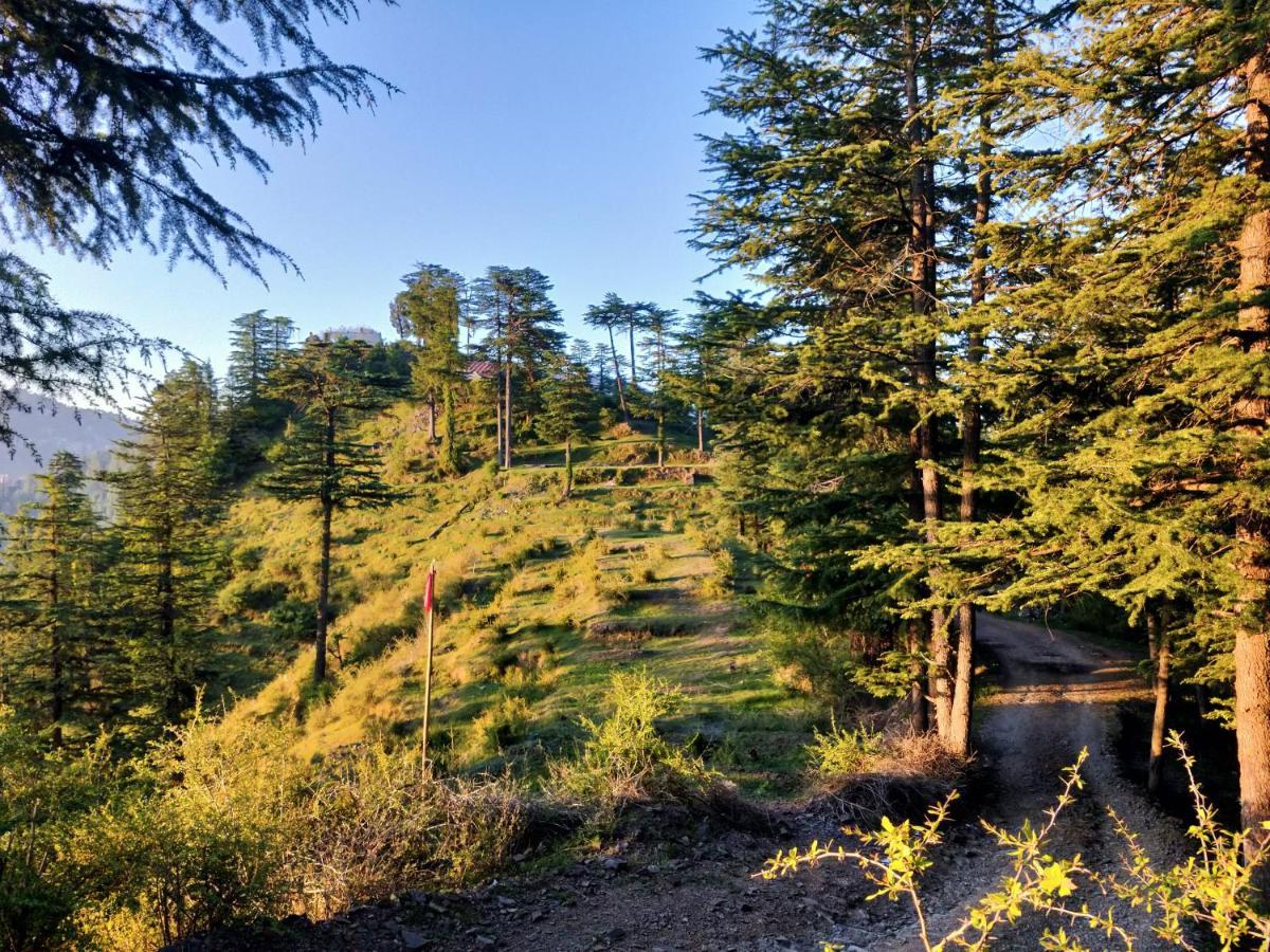 Neha Homestay Shimla Dış mekan fotoğraf