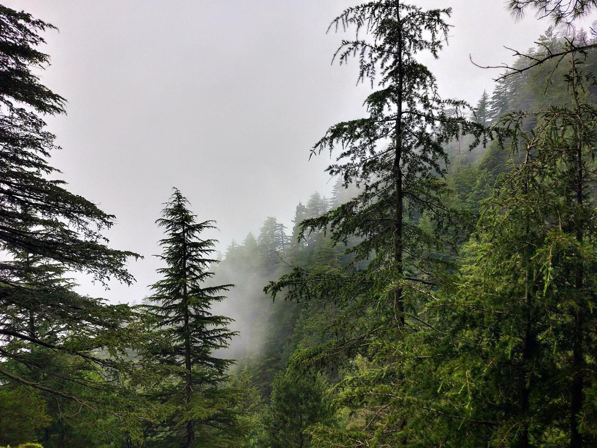 Neha Homestay Shimla Dış mekan fotoğraf