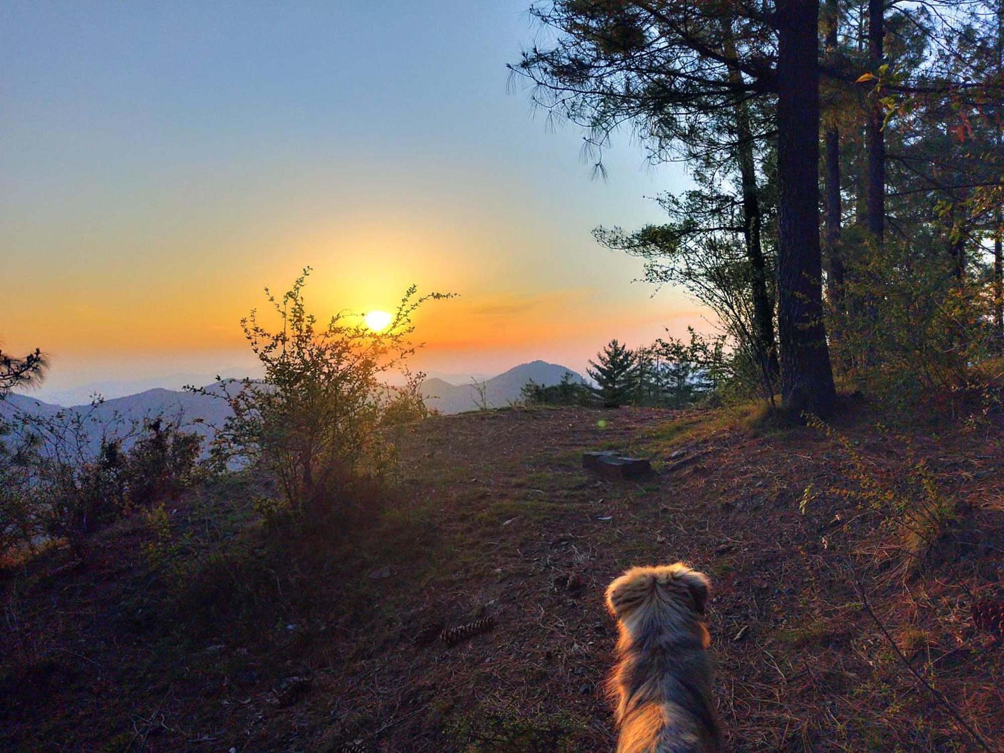 Neha Homestay Shimla Dış mekan fotoğraf