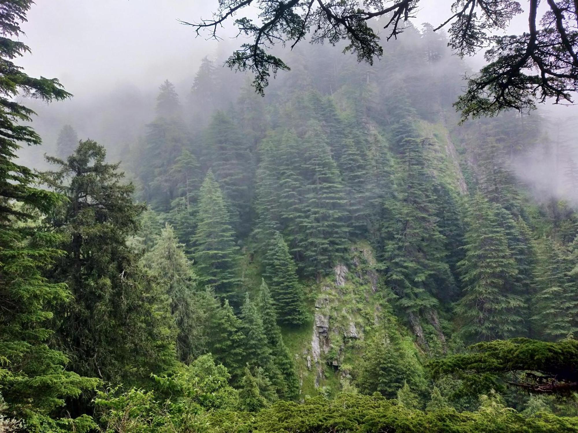 Neha Homestay Shimla Dış mekan fotoğraf