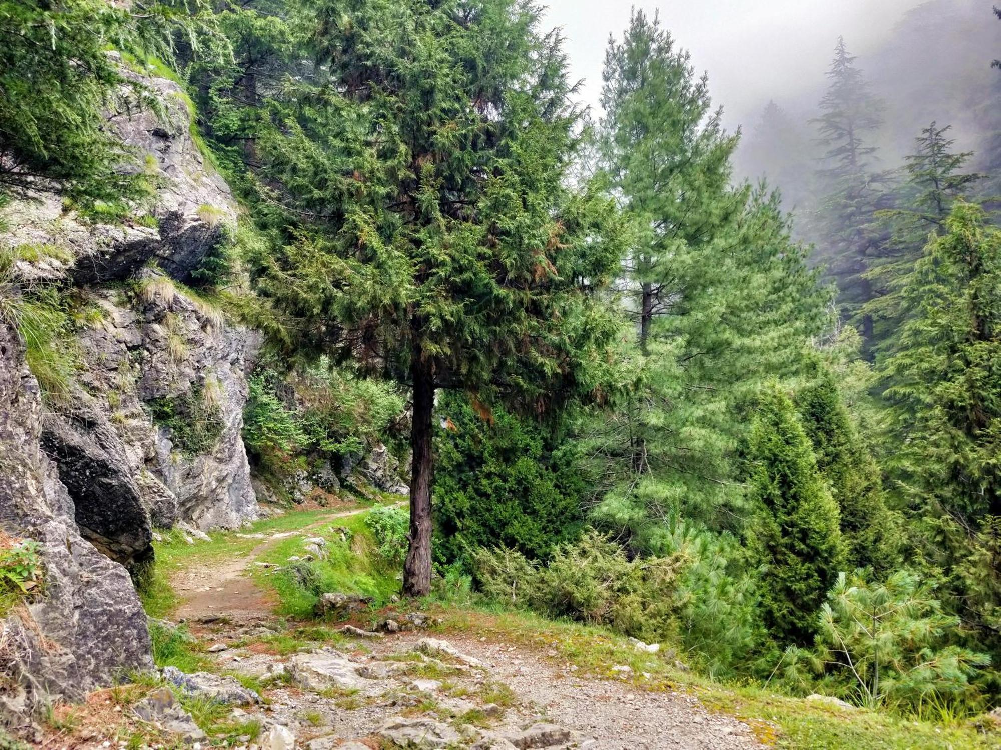 Neha Homestay Shimla Dış mekan fotoğraf